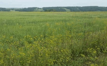 Зеленая поляна Сухая балка