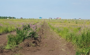 Родовое гнездо