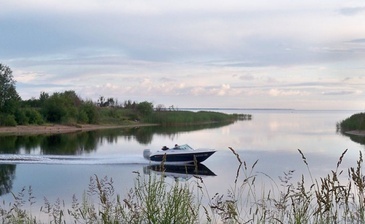 Зелёный лес