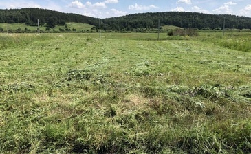 Березняки