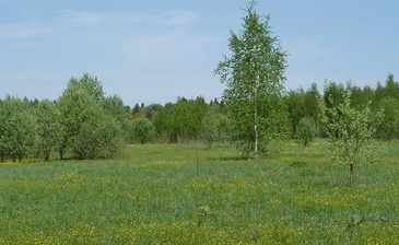 Лесная поляна