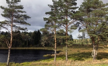 Лужский родник