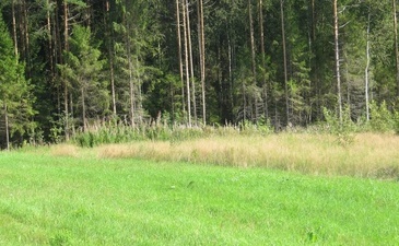 в деревне Надино