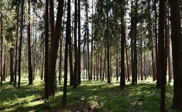 Павловские сосны 