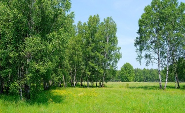 Берёзки Вилладж