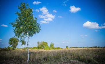 Новорижский лес