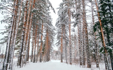 Крокусы 