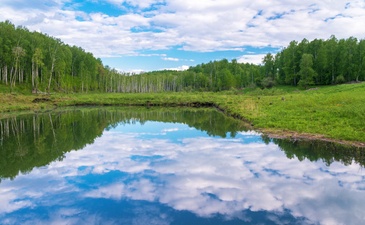 Клевер