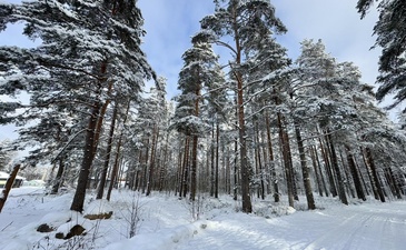 Лесной Форт