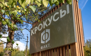 Крокусы 