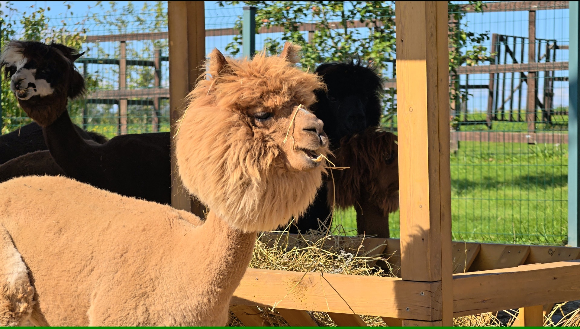 Все для детей - альпаки и конюшни