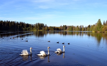 Лебяжий Берег