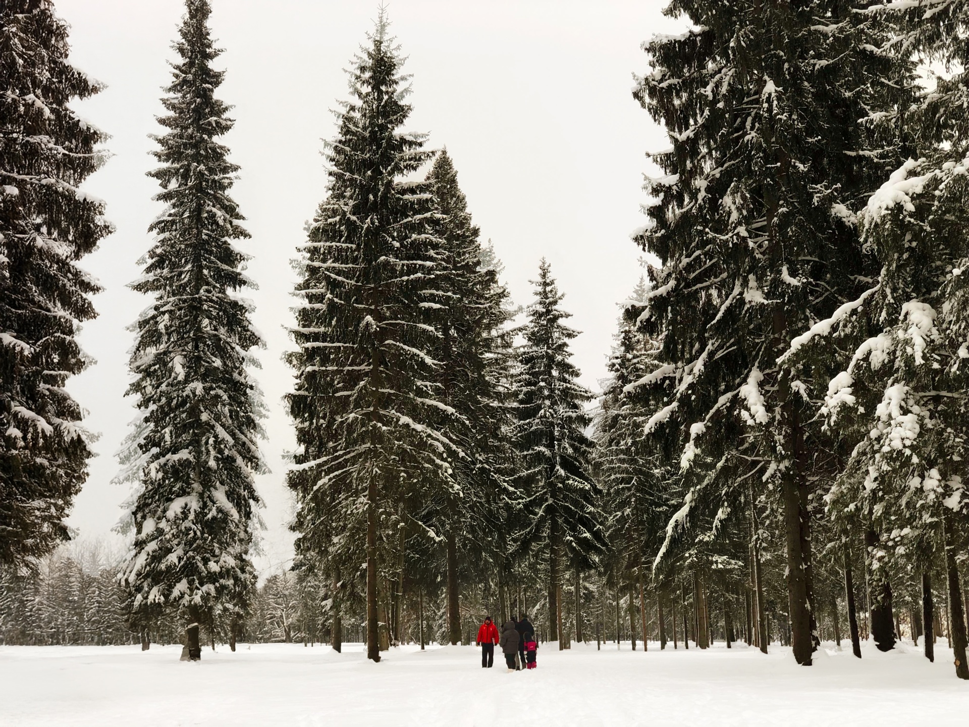 4668 ГА Хвойного, реликтового леса окружает поселок
