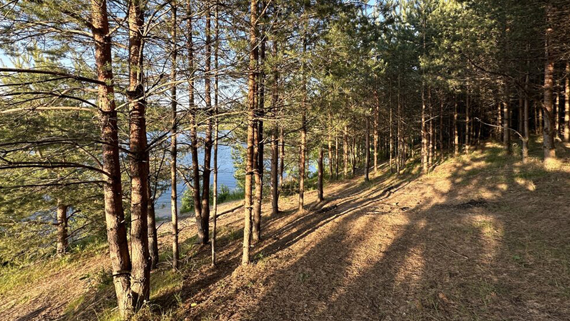 Сосновый и смешанный лес