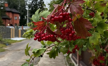 Лесная усадьба